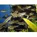 Рыбка Сиамский водорослеед